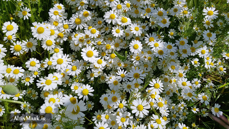 دمنوش بابونه کوهی خشک شده و ارگانیک 1400 - Image 3