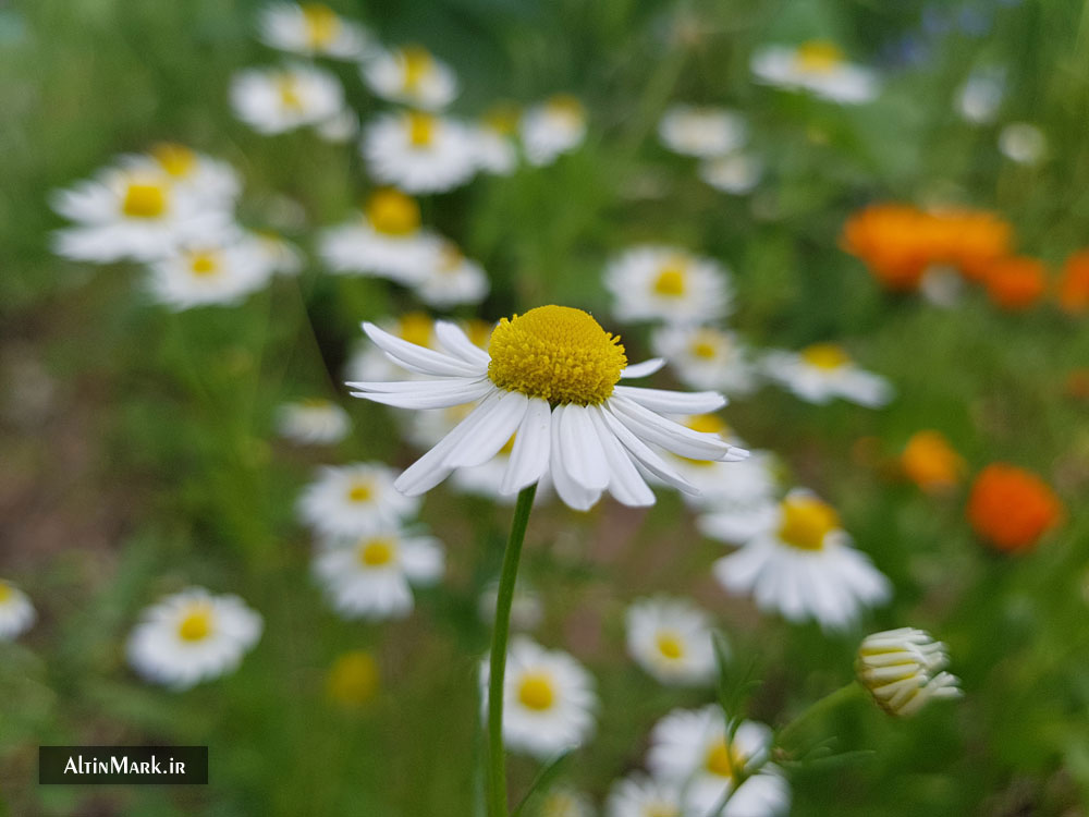 دمنوش بابونه کوهی خشک شده و ارگانیک 1400 - Image 4