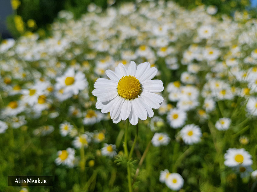 دمنوش بابونه کوهی خشک شده و ارگانیک 1400 - Image 5