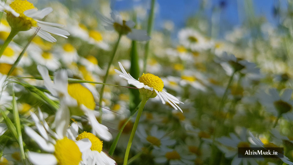 دمنوش بابونه کوهی خشک شده و ارگانیک 1400 - Image 6